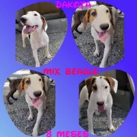 Adopta a Dakota