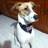 Adopta a Baffy