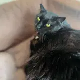 Adopta a Chuli, Noble Pantera 🖤