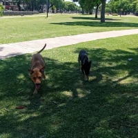 Adopta a Heidi , Luna