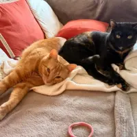 Adopta a Nube Y Ginger