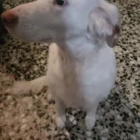 Adopta a Blanca