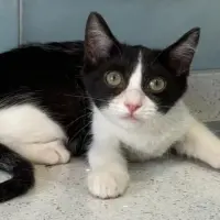Adopta a Berrien