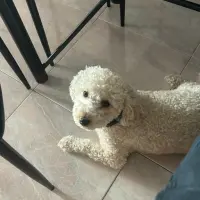 Adopta a Baileys