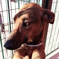 Adopta a Pétalo