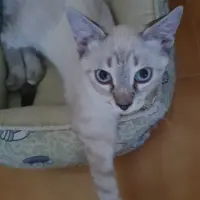 Adopta a Neo