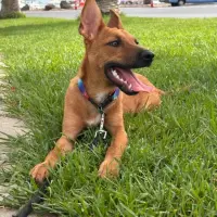 Adopta a Cleo
