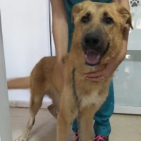Adopta a Saladito
