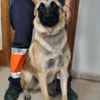 Adopta a Bicho