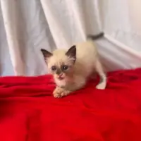 Adopta a Azul