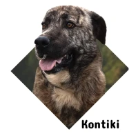 Adopta a Kontiki