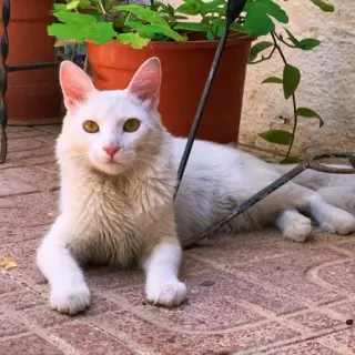 Coco