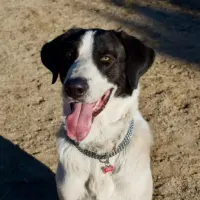 Adopta a Gordo