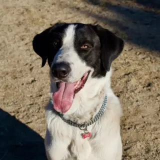 Gordo