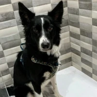 Adopta a Neila