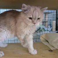 Adopta a Floquet