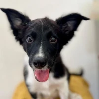 Adopta a Pankeke