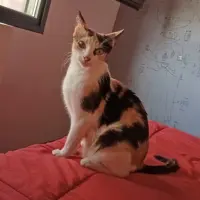 Adopta a Reina