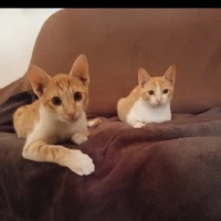 Adopta a Leire Y Prince Man