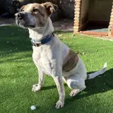 Adopta a Panceta