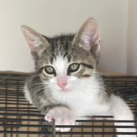 Adopta a Clive