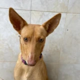 Adopta a Dumbo