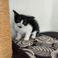 Adopta a Feli