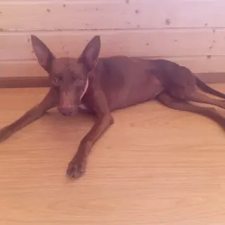 Dumbita