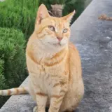 Adopta a Jazmín