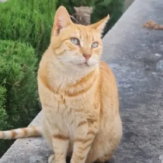 Jazmín