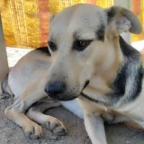 Adopta a Igor