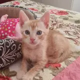 Adopta a Rubito