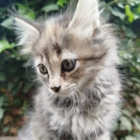 Adopta a Gatitas