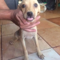 Adopta a Jengibre