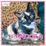 Adopta a Pandora