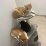 Adopta a Garfield, Tom, León