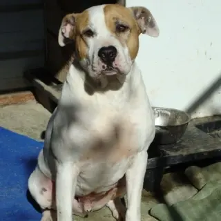 Draco