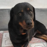 Adopta a Cuca