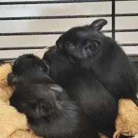 Adopta a Mini Degus