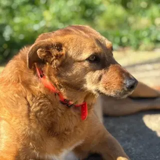 Megan