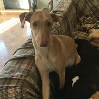 Lena