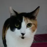 Adopta a Olimpia