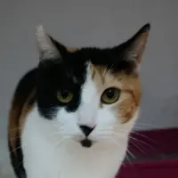 Adopta a Olimpia