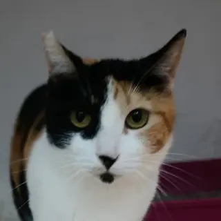 Olimpia