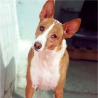 Adopta a Lechuza