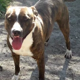 Adopta a Ares