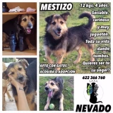 Adopta a Nevado