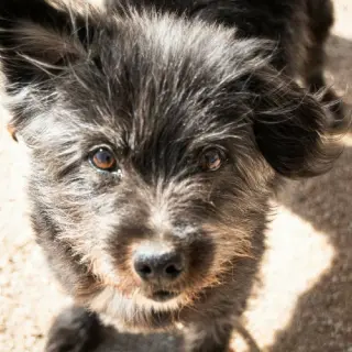 Tomás