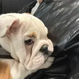 Adopta a Luna