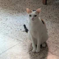 Adopta a Style